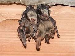 Image result for Tampa Florida Bats