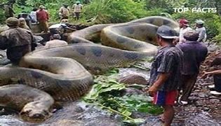 Image result for 150Ft Anaconda Snake Amazon Rainforest