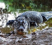 Image result for 20 Foot Caiman
