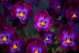 Image result for Number 8 Flowers Purple