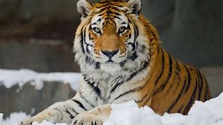 Image result for Siberian Tiger Screensaver