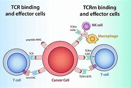 Image result for T-cell Recognition