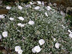 Image result for Convolvulus nitidus