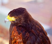 Image result for Aquila nipalensis