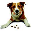 Image result for Dog Treats Toy