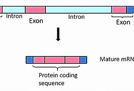 Image result for DNA Exons and Introns