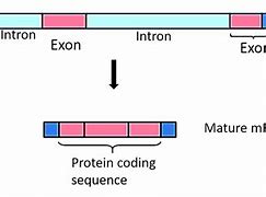 Image result for RNA Exons and Introns