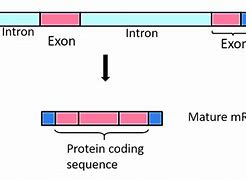 Image result for Exon in Biology