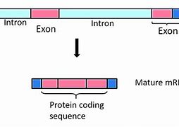 Image result for Intron-Exon Diagram