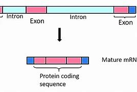 Image result for Intron and Exon DNA