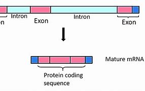 Image result for Intron-Exon Promoter