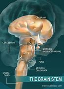 Image result for What Does a Brain Stem Look Like