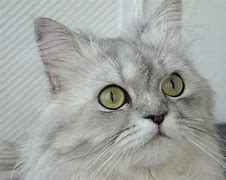 Image result for White Cat Fur