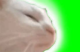 Image result for Angry White Cat Meme