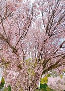 Image result for Osaka Cherry Blossom