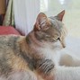 Image result for White Cat with Orange Ears