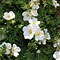 Image result for Potentilla frut. Abbotswood