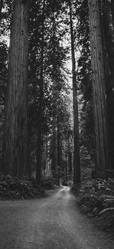 Image result for Black and White Wallpaper in iPhone XR