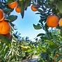 Image result for Orange Fruit Tree