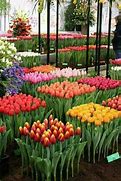 Image result for Tulip Garden Layout