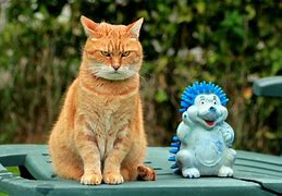 Image result for Funniest Cats Ever