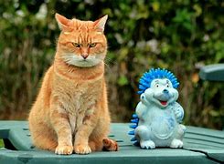 Image result for Hilarious Cat Pictures