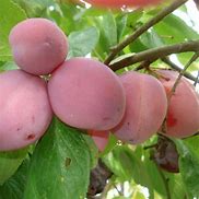 Image result for Prunus domestica Queen Victoria