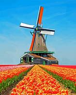 Image result for Tulip Windmill