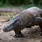 Image result for Small Komodo Dragon