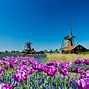Image result for dutch windmill