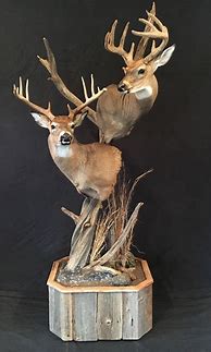 Image result for Deer Taxidermy Poses
