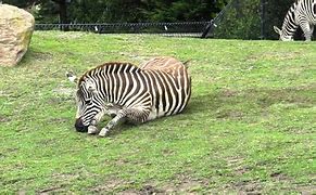 Image result for San Diego Zoo Zebra