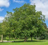 Image result for Plane Tree