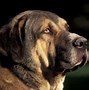 Image result for big dogs breed