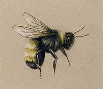 Image result for Bee Drawing