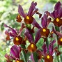 Image result for Iris hollandica Red Ember