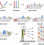 Image result for Human Genome Sequencing