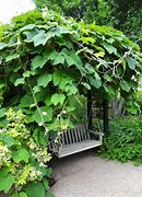 Image result for Grape Arbor with Swing