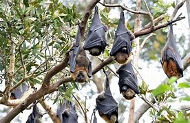 Image result for Fruit Bat Wallpaper