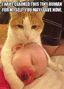 Image result for Adorable Kitten Memes