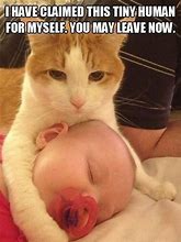 Image result for Cat Memes Funny Jpg