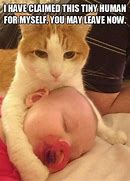Image result for This Much Cat Meme