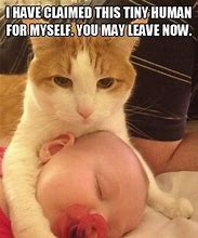 Image result for Katze Meme