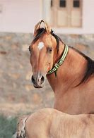 Image result for Ashwani Images Horse