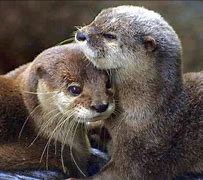 Image result for Bearded Otter Love