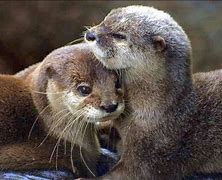 Image result for Otters Snuggling