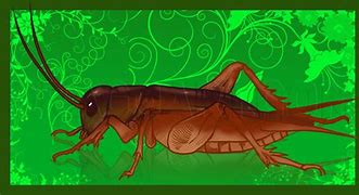 Image result for Cricket Animal with an Cigarette Animation