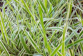 Bildergebnis für Carex morrowii Gilt