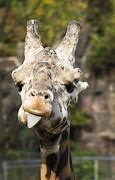Image result for Funny Zoo Animals