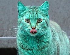 Image result for Cat Taser